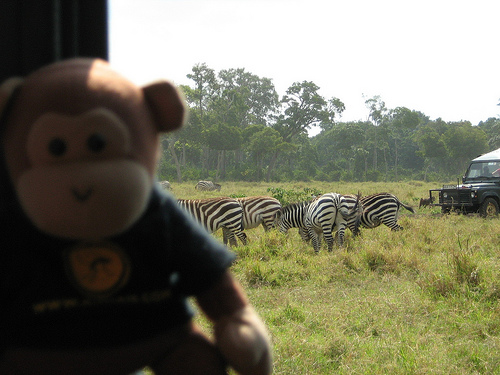 Image showing Rupert Monkey on Safari